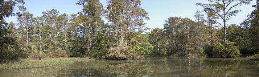 Obion Creek